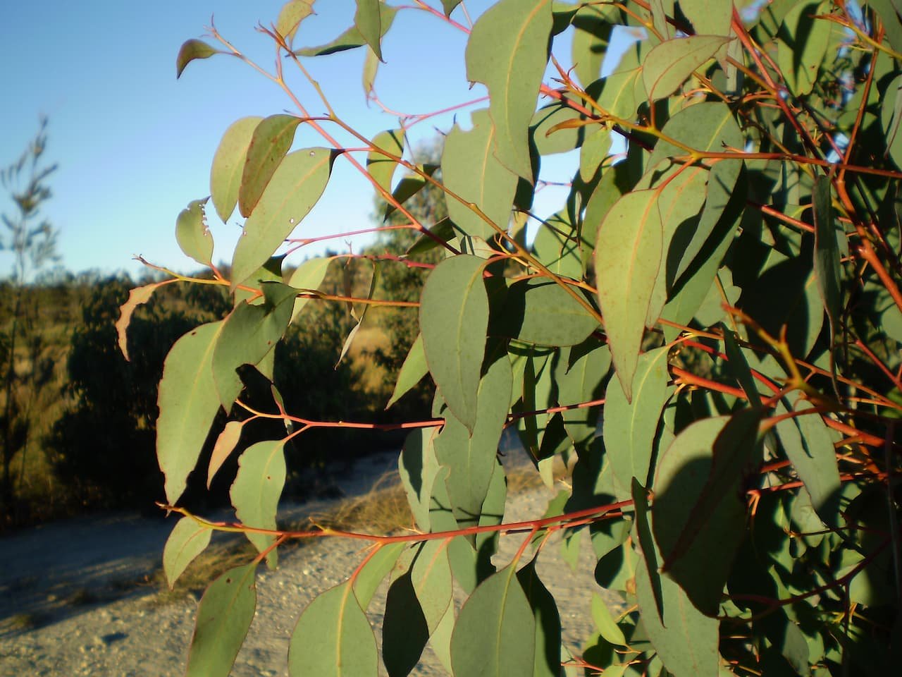 Strawberry Gum Eucalyptus