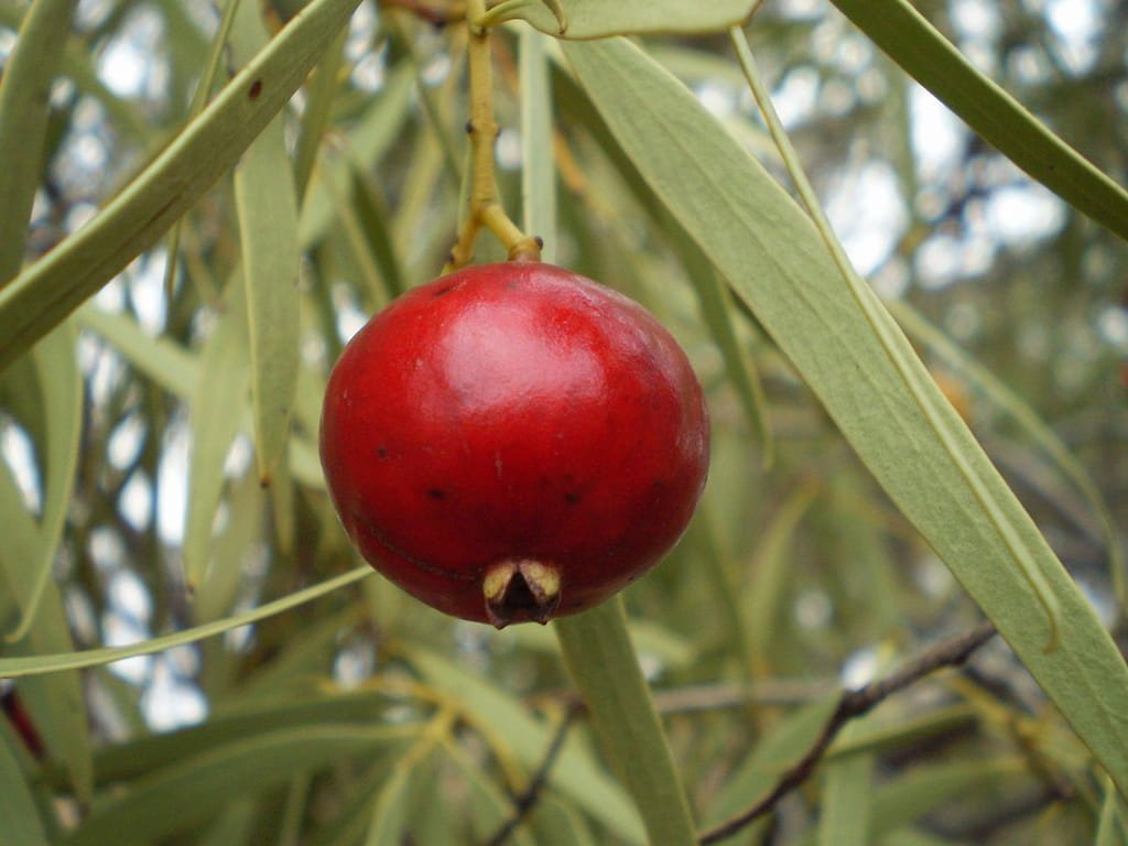 Quandongs