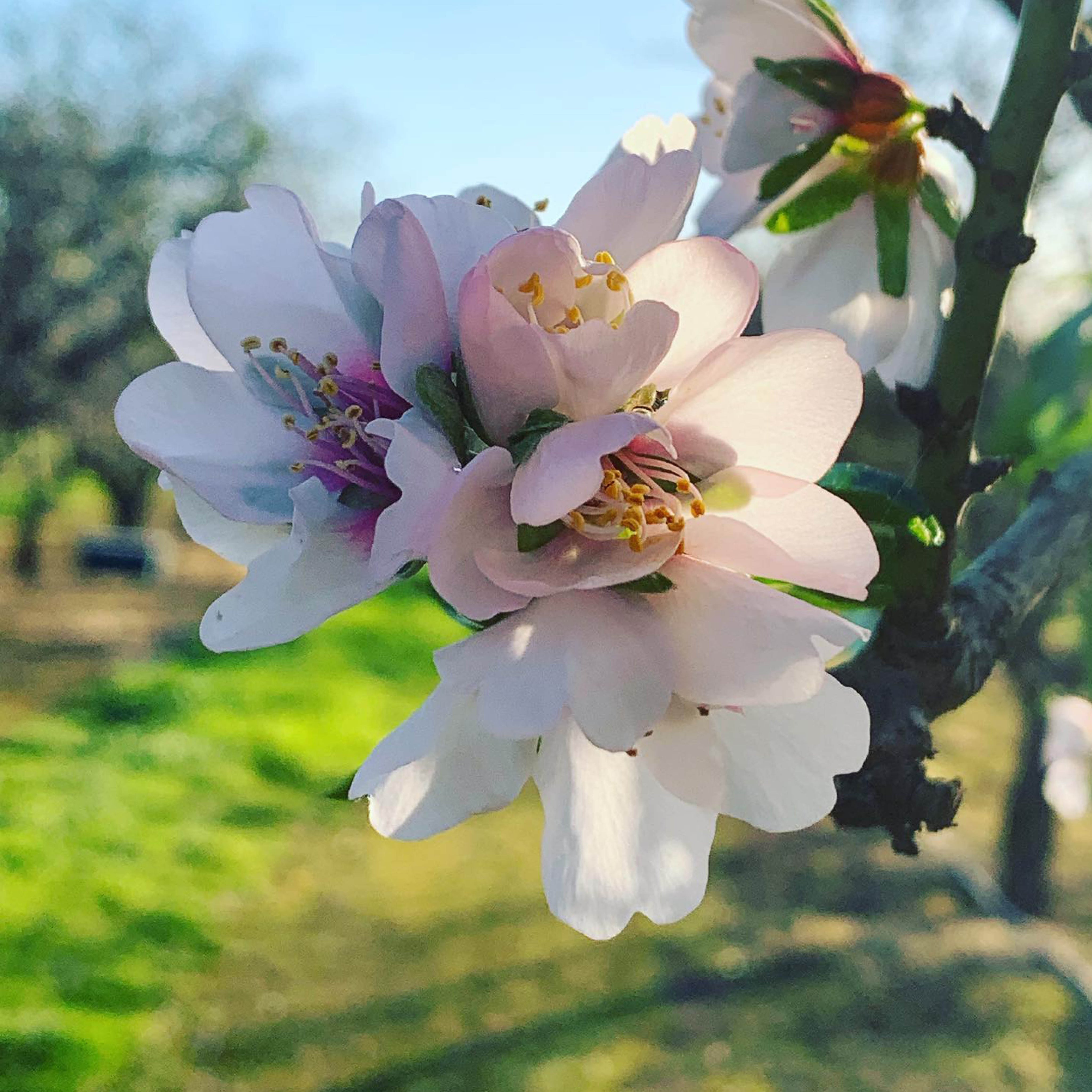 Taronga Almonds: A Sustainable Snack with Big Impact