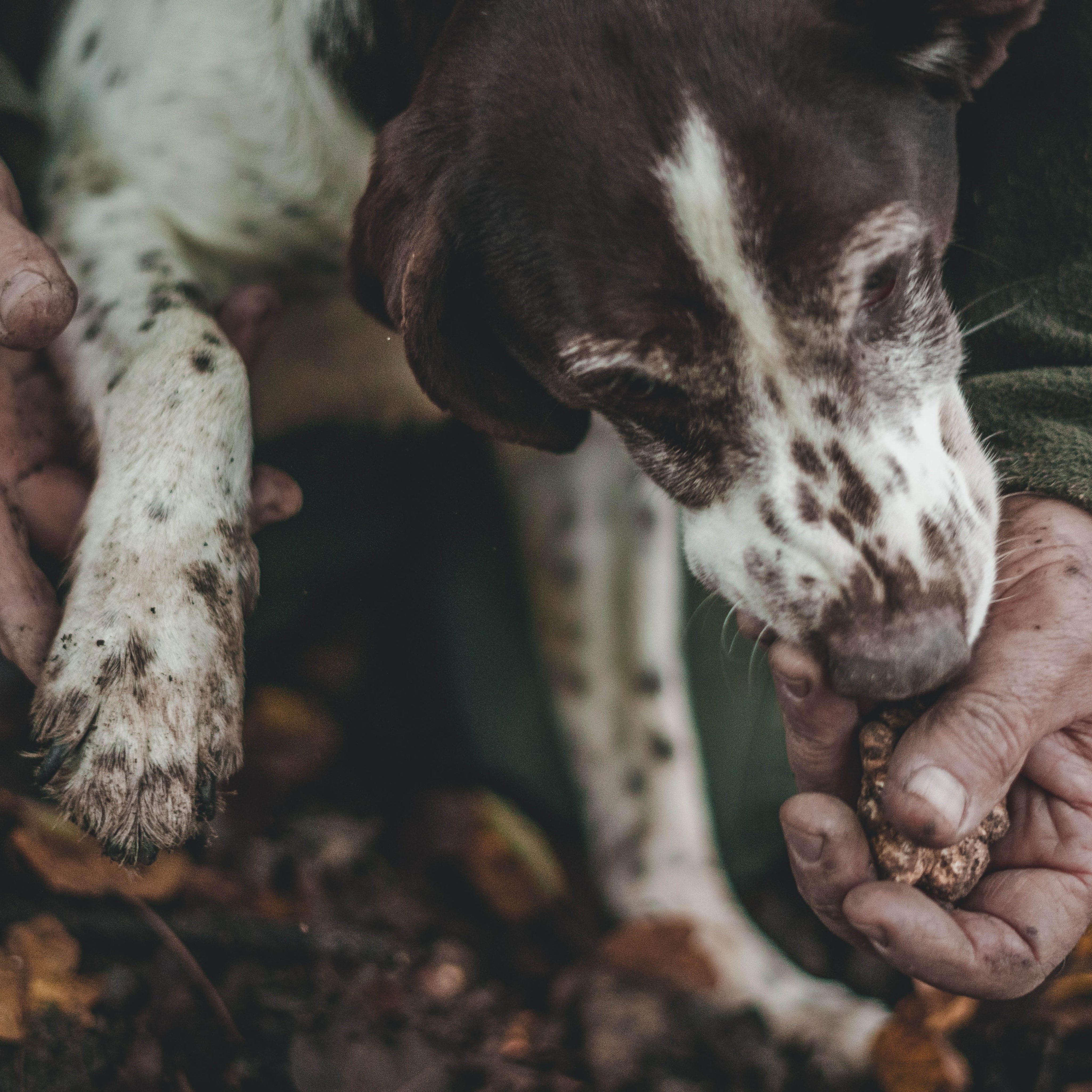 The Rise of Australian Truffles: A Culinary and Sustainable Revolution