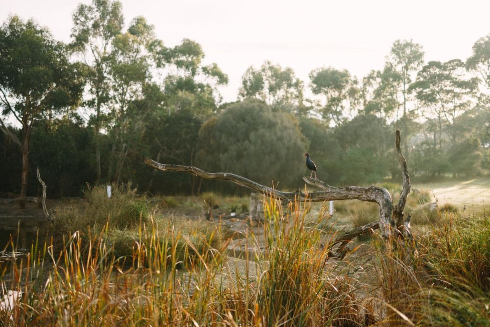 Outback Chef &amp; Wild Food Farm