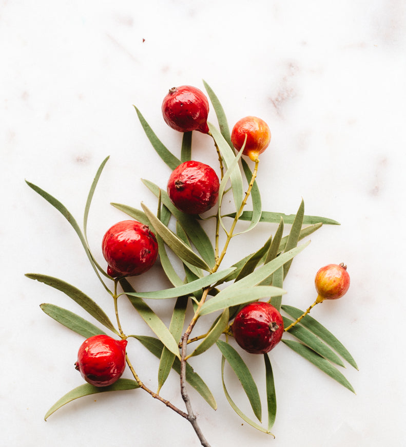 Branch with quandong berries and leaves on a white marble surface, top-down view.