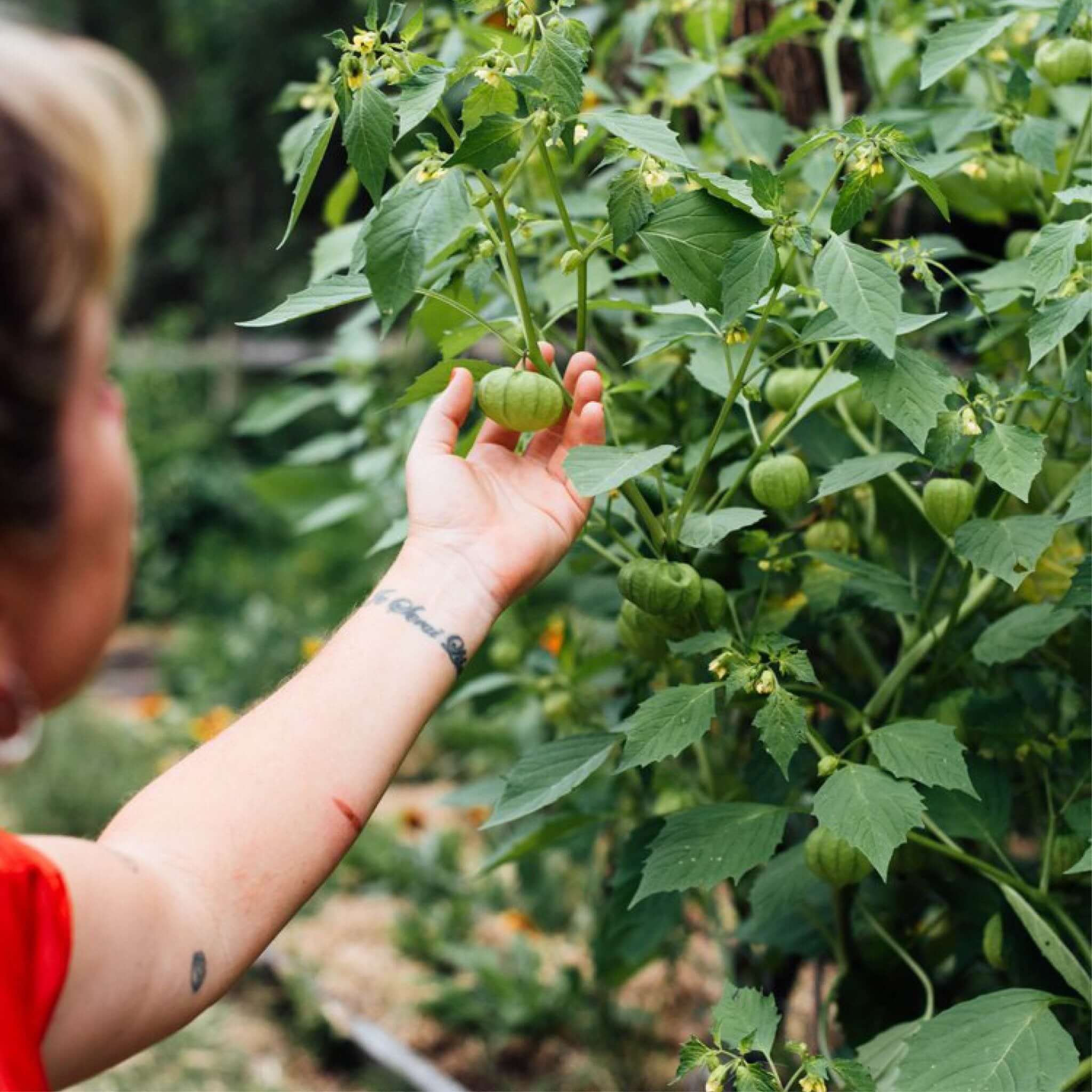 A tattooed person in a red shirt reaches for a green tomatillo fruit on a plant with broad leaves in a garden setting. Other plants are visible in the background.