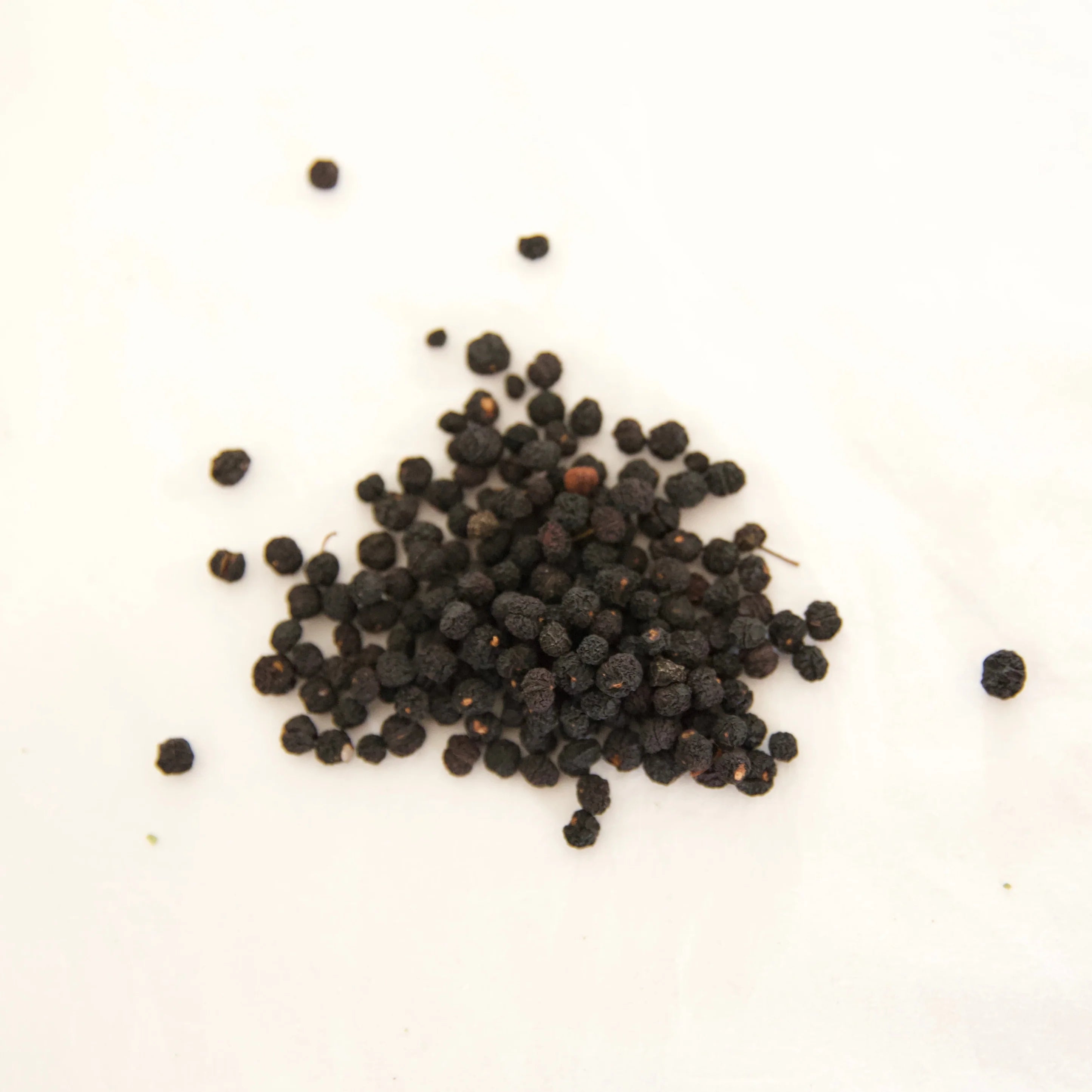 Spurrell Foraging - Tasmanian Mountain Pepperberries - Dried Whole