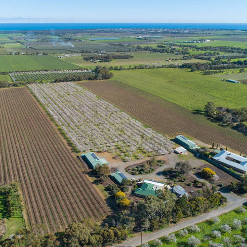 The Versatility of Taronga Almonds: From Snacks to Gourmet Dishes