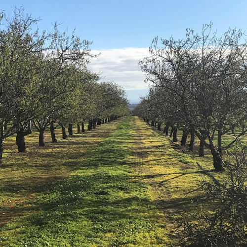 Taronga Almonds: The Art of Growing Perfection in Every Bite