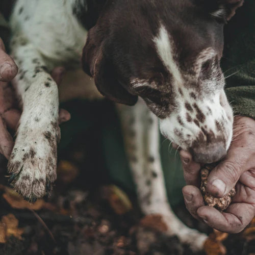 The Rise of Australian Truffles: A Culinary and Sustainable Revolution